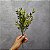 BUQUE FOLHAS OUTONADAS  X5 35CM - VERDE OUTONADO 131460 - Imagem 2