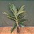 ARVORE PALMEIRA TOQUE REAL  X18 VERDE 120CM- 131612 - Imagem 2