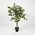 ARVORE PLANTA FICUS C/POTE X420 VERDE CREME 1,20CM-131628 - Imagem 1