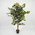 ARVORE PLANTA FICUS VERDE X420 C/POTE 120CM -131627 - Imagem 1