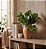 BUQUE FOLHAS DE PEPEROMIA X5 35CM-132059 - Imagem 1