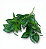 BUQUE FOLHAS DE PEPEROMIA X5 35CM-132059 - Imagem 2
