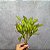BUQUE FORTUNA X6 VERDE 30CM-132051 - Imagem 2