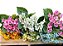 MINI BUQUE DE FLORZINHA X5 30CM - Imagem 1