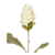 KIT C3 HASTES DE PROTEA DESIDRATADA 60CM CREME - Imagem 1