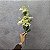 HASTE GALHO FLOR MINI X44 CREME 60CM 132075 - Imagem 2