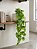 PENDENTE DE FOLHAS COSTELA X5 VERDE 73CM - Imagem 1