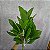 ARVORE FICUS ELASTICO   X33  FOLHAS 130CM - Imagem 2