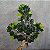 GALHO DE FICUS 60CM VERDE C/12 - Imagem 1