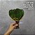 KIT C10 FOLHAS DE ORQUIDEA 20CM - Imagem 1