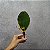 KIT C10 FOLHAS DE ORQUIDEA 20CM - Imagem 3