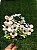 BUQUE FLOR DO CAMPO 35CM BRANCO 131995 - Imagem 3