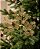 HASTE FOLHAS GLITTER 50CM DOURADO - Imagem 1