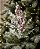 HASTE BERRY CIPRESTE 40CM VERDE NEVADO - Imagem 1
