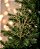 GALHO HASTE ALGAS GLITTER 52CM DOURADO NATAL - Imagem 1