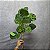 HASTE DE EUCALIPTO TOQUE REAL VERDE 110CM 132136 - Imagem 2