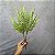 BUQUE SAMAMBAIA X5 VERDE CLARO 40CM -132122 - Imagem 2