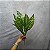 BUQUE DE FOLHAS CALATHEA VERDE 45CM 132134 - Imagem 2