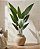 PLANTA VASO FOLHA STRELITZIA X12 REAL VERDE - Imagem 1
