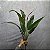 FOLHAGEM DE STRELITZIA X9 VERDE 70CM 132015 - Imagem 2