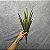 FOLHA DE AMARILIS X13 VERDE 40CM 132104 - Imagem 4