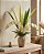 FOLHA DE AMARILIS X13 VERDE 40CM 132104 - Imagem 2