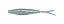 Isca Pure Strike - Strike Shad 130/ 13cm - C/ 6UN - Imagem 5