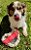 Mastigável Crush Pet - Pele Bovina em Coração 1 un - Alecrim Pet - Imagem 2