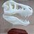 Esqueleto Tiranossauro Rex Decorativo - Imagem 3