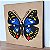 Quebra Cabeças Montessori de Biologia Borboleta - Imagem 3