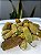 Flor de jambu 50g - Imagem 2