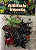 Kit Miniaturas de Insetos e Aracnídeos - Imagem 3