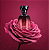 Kit Floratta Rose Sucrée: Eau De Parfum 75ml + Creme Hidratante Desodorante Corporal 200g - Imagem 5