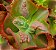 Kavaradossi - Suculenta Gibbiflora para jardim - Imagem 4