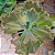 Kavaradossi - Suculenta Gibbiflora para jardim - Imagem 1