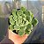 Echeveria Elegans - Muda de Suculenta no tamanho de vaso 09. - Imagem 1