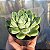 Echeveria Elegans - Muda de Suculenta no tamanho de vaso 09. - Imagem 2