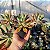 Graptoveria Walter Lili - Muda de Suculenta COMPACTA no tamanho de vaso 09. - Imagem 2