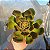 Echeveria  Montserrat - Muda de Suculenta COMPACTA no tamanho de vaso 09. - Imagem 1