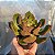 Echeveria  Montserrat - Muda de Suculenta COMPACTA no tamanho de vaso 09. - Imagem 2