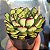 Ecveria Pulidonis - Muda de Suculenta COMPACTA no tamanho de vaso 09. - Imagem 1