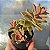 Sedum Ebractiatun - Muda de Suculenta COMPACTA no tamanho de vaso 09. - Imagem 2
