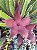 Stapelia flor estrela grande rocha - Muda no tamanho de vaso 09. - Imagem 1