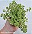 Sedum Makinoi Verde - Muda de Suculenta pendente no tamanho de vaso 09. - Imagem 1