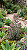 Pink Butterfly - Mini arvoreta - Muda de Suculenta no tamanho de vaso 06. - Imagem 1