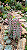Pink Butterfly - Mini arvoreta - Muda de Suculenta no tamanho de vaso 06. - Imagem 2