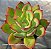 Echeveria  Luella - Muda de Suculenta COMPACTA no tamanho de vaso 11. - Imagem 2