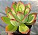 Echeveria  Luella - Muda de Suculenta COMPACTA no tamanho de vaso 11. - Imagem 3