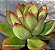 Echeveria  Luella - Muda de Suculenta COMPACTA no tamanho de vaso 11. - Imagem 1
