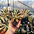 Graptoveria Water Lily - Muda de Suculenta COMPACTA no tamanho de vaso 06. - Imagem 4